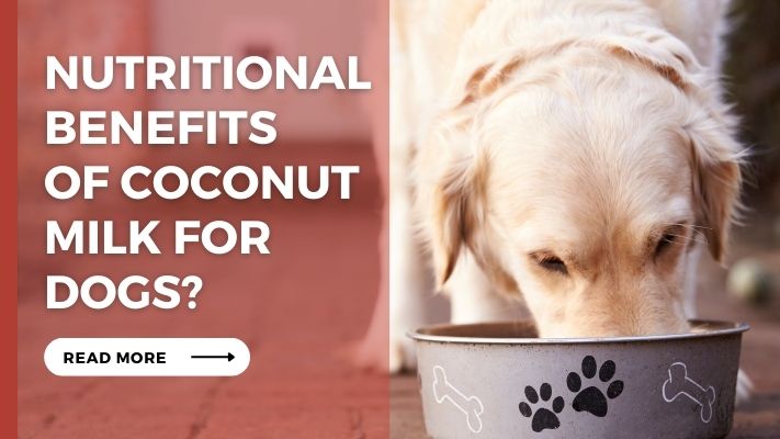 Nutritional Benefits of coconut milk for Dogs