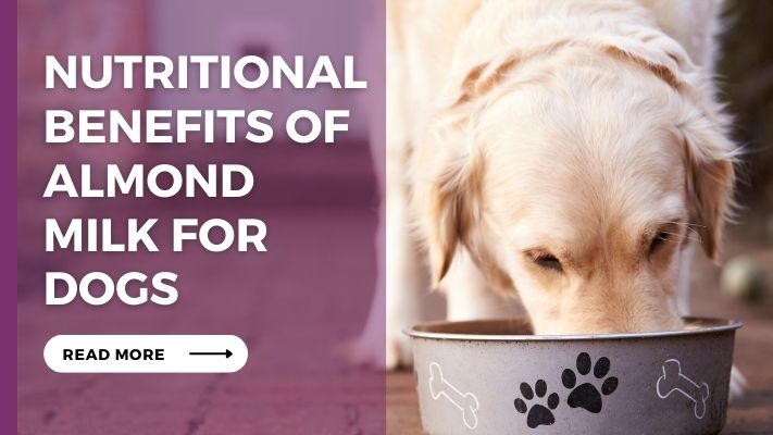 Nutritional_Benefits_of_Almond_Milk_for_Dogs