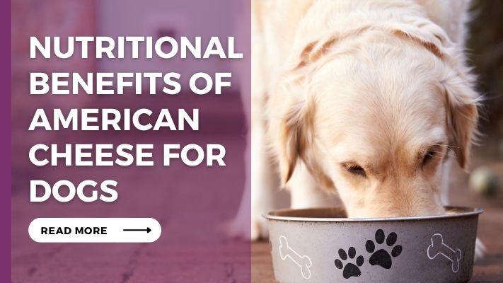 Nutritional_Benefits_of_American_Cheese_for_Dogs