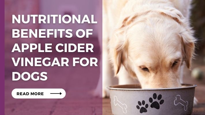 Nutritional Benefits of Apple Cider Vinegar for Dogs