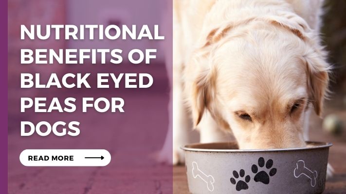 Nutritional Benefits of Black Eyed Peas for Dogs