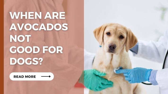 When Are Avocados Not Good for Dogs