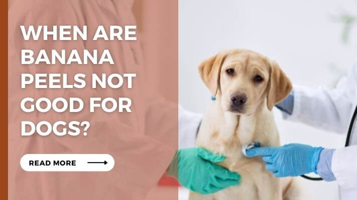 When Are Banana Peels Not Good for Dogs