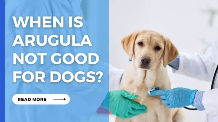 When Is Arugula Not Good for Dogs