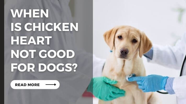 When Is Chicken Heart Not Good for Dogs