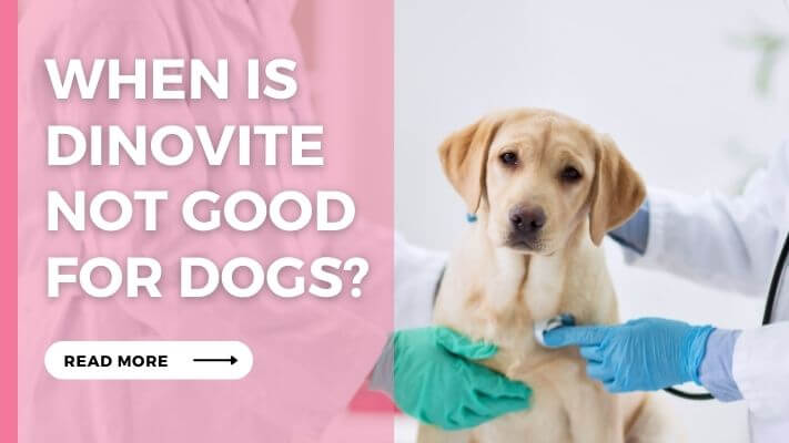 When Is Dinovite Not Good for Dogs