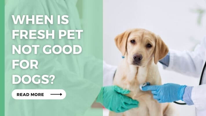 When Is Fresh Pet Not Good for Dogs