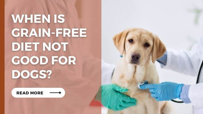 When Is Grain-Free Diet Not Good for Dogs