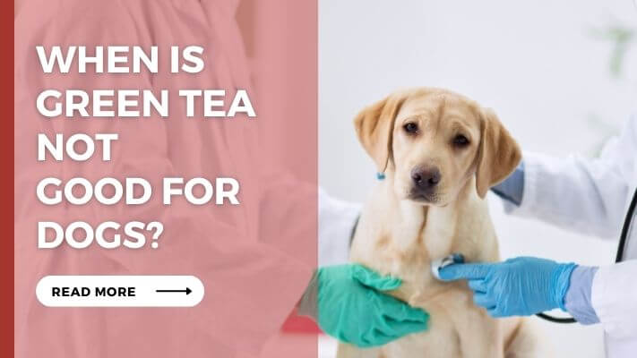 When Is Green Tea Not Good for Dogs