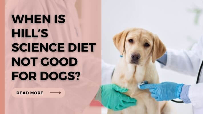 When-Is-Hillʼs-Science-Diet-Not-Good-for-Dogs