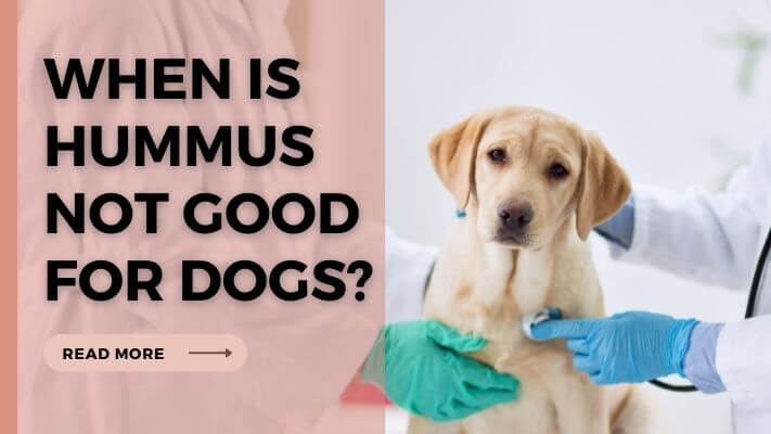 When-Is-Hummus-Not-Good-for-Dogs