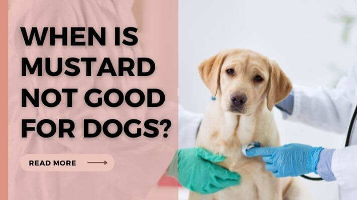 When-Is-Mustard-Not-Good-for-Dogs