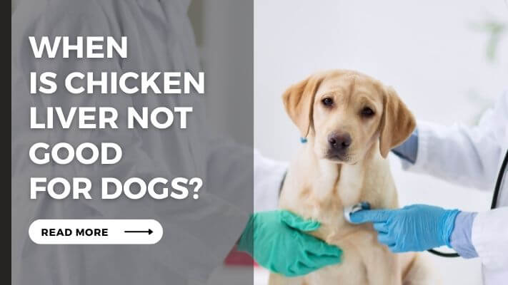 When Is chicken liver Not Good for Dogs