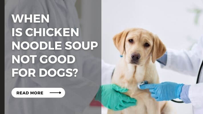 When Is chicken noodle soup Not Good for Dogs