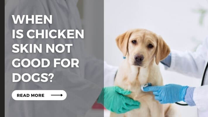 When Is chicken skin Not Good for Dogs