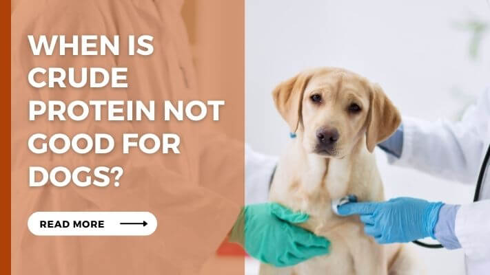 When Is crude protein Not Good for Dogs