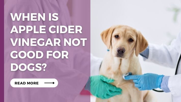 When_Is_Apple_Cider_Vinegar_Not_Good_for_Dogs