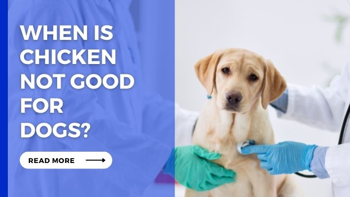 When Is Chicken Not Good for Dogs