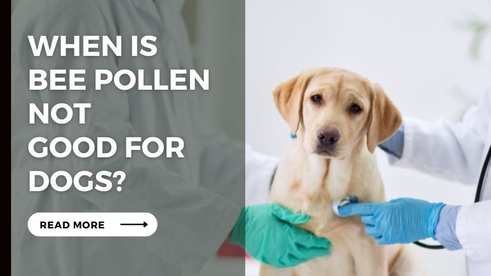 When Is Bee Pollen Not Good for Dogs