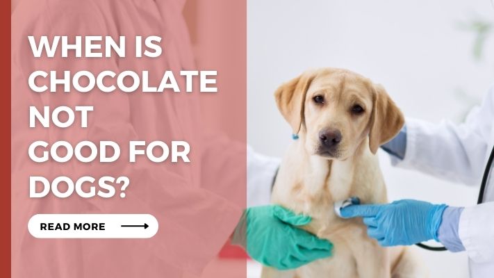 When Is chocolate Not Good for Dogs