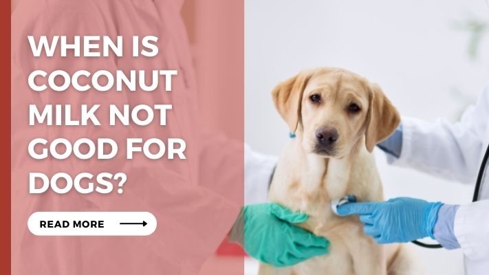 When Is coconut milk Not Good for Dogs