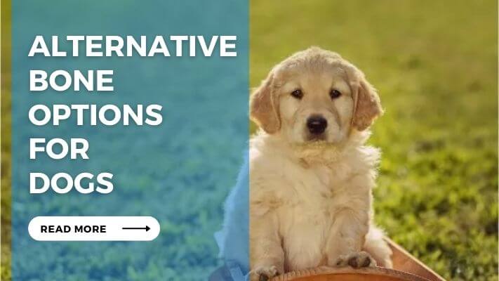 Alternative Bone Options for Dogs