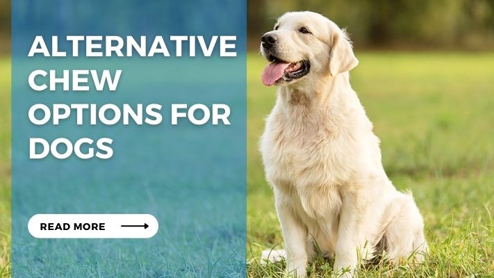 Alternative Chew Options for Dogs