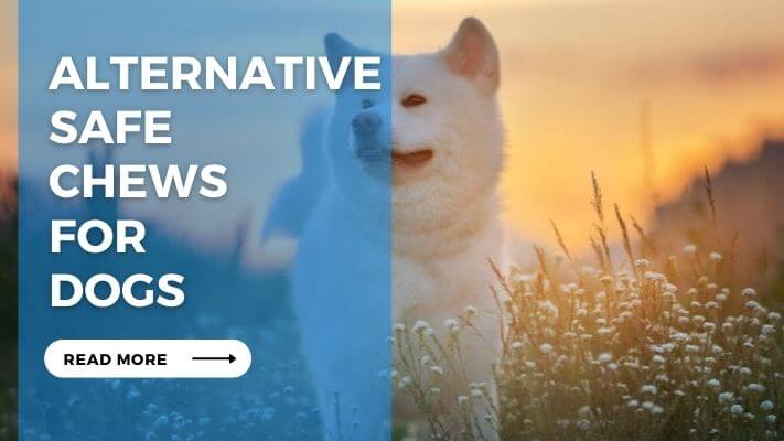 Alternative Safe Chews for Dogs