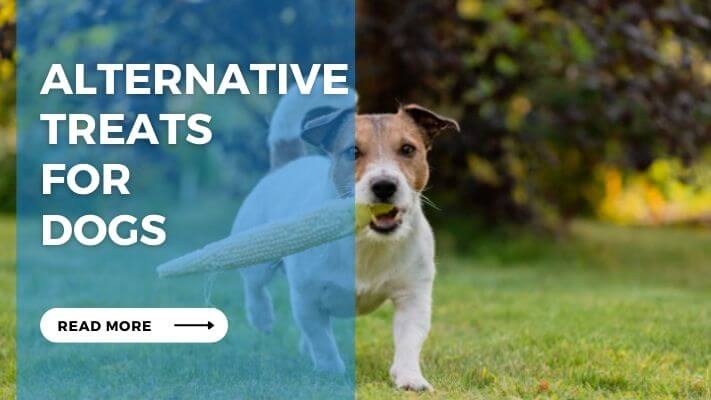 Alternative Treats for Dogs