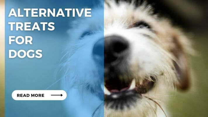 Alternative Treats for Dogs