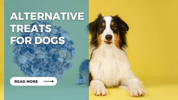 Alternative Treats for Dogs