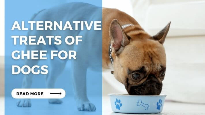 Alternative Treats of Ghee for Dogs