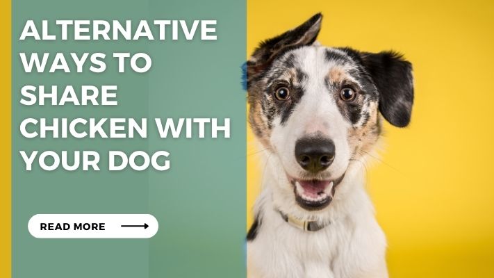 Alternative Ways to Share Chicken with Your Dog