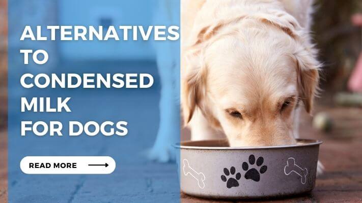 Alternatives To Condensed milk for Dogs