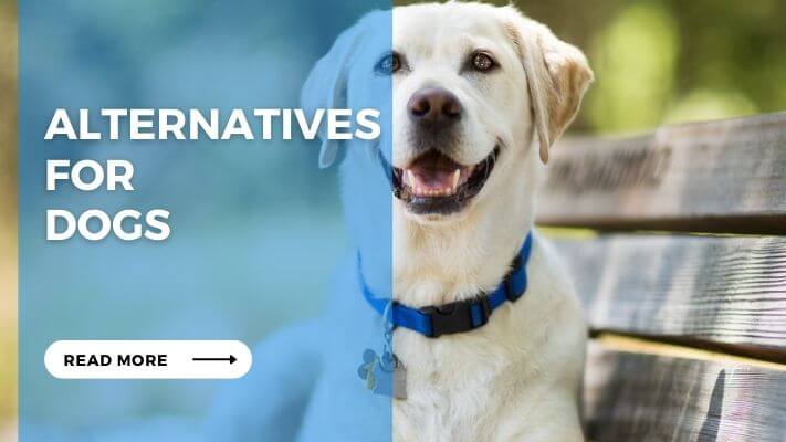 Alternatives for Dogs