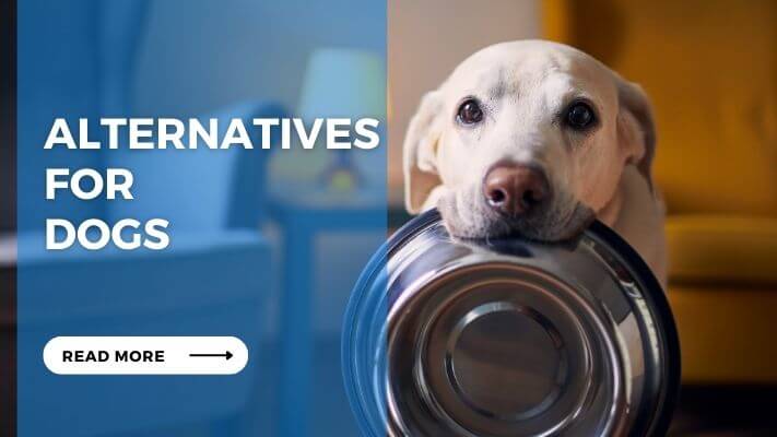 Alternatives for Dogs