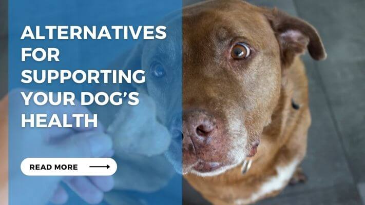 Alternatives for Supporting Your Dog’s Health