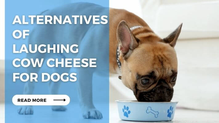 Alternatives of Laughing Cow Cheese for Dogs