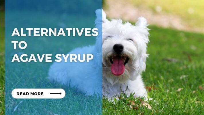 can-dogs-eat-agave-syrup-candogseatai