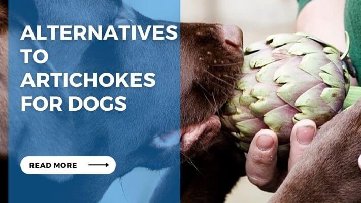 Alternatives to Artichokes for Dogs