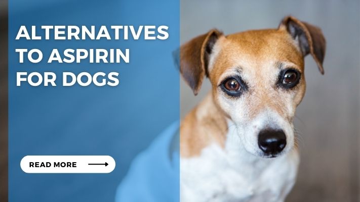 Alternatives to Aspirin for Dogs