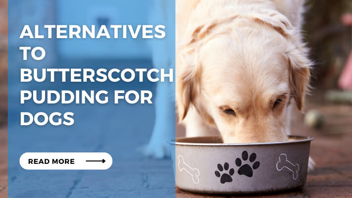 Alternatives to Butterscotch Pudding for Dogs