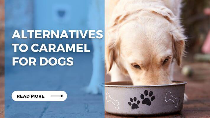 Alternatives to Caramel for Dogs