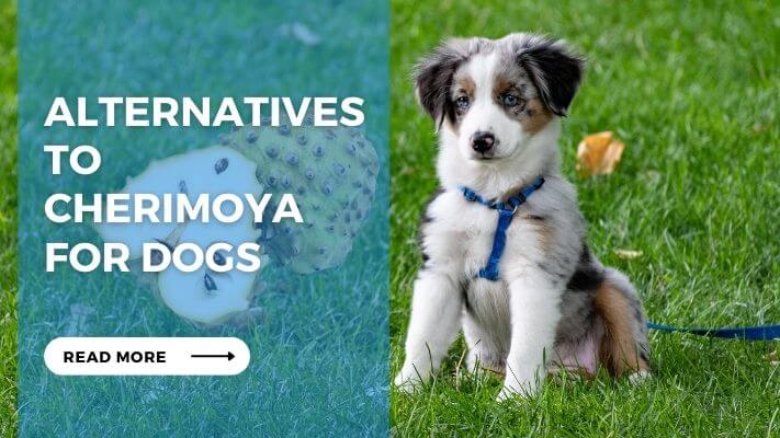 Alternatives to Cherimoya for Dogs