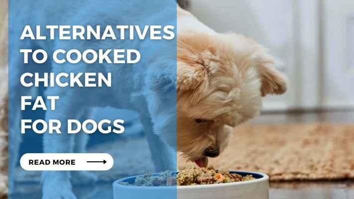 Alternatives to Cooked Chicken Fat for Dogs