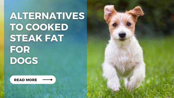 Alternatives to Cooked Steak Fat for Dogs