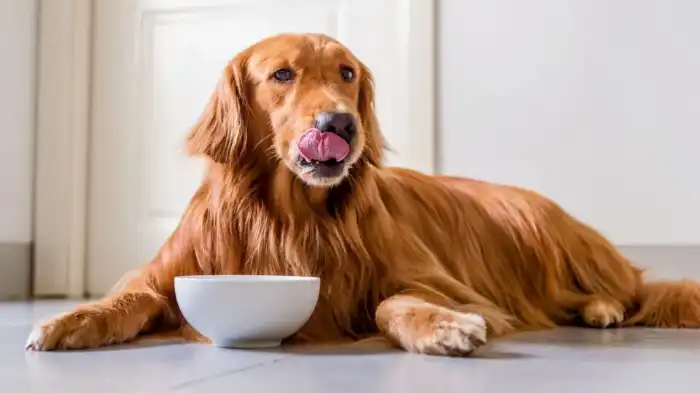 Can Dogs Eat Cream of Celery Soup?