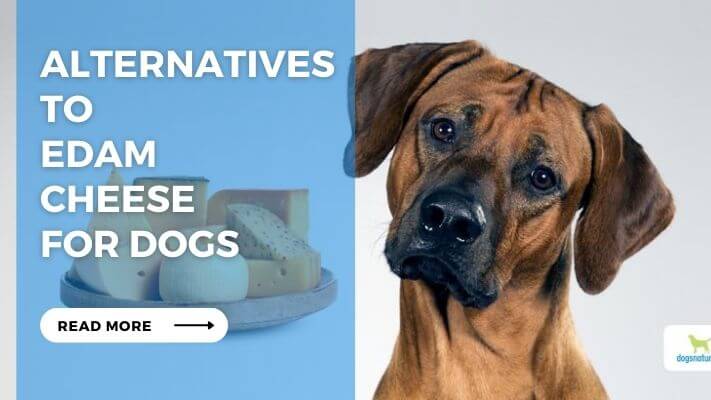 Alternatives to Edam Cheese for Dogs