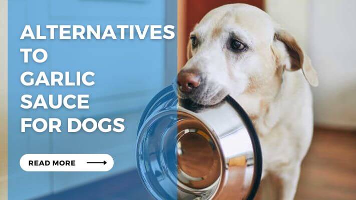 Alternatives to Garlic Sauce for Dogs