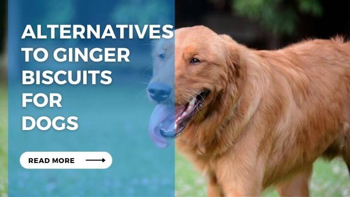 Alternatives to Ginger Biscuits for Dogs